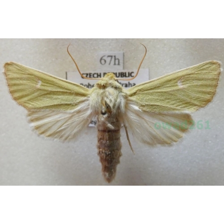 Calamia tridens (Hufnagel, 1766) Paciepnica zielonka Czech67h